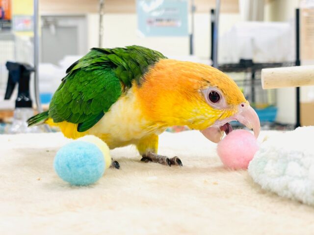 シロハラインコ