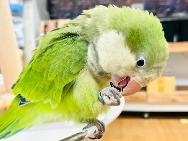 オキナインコ