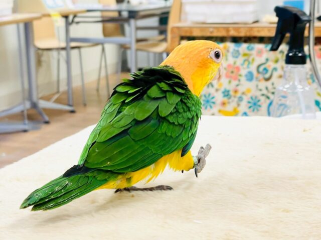 シロハラインコ