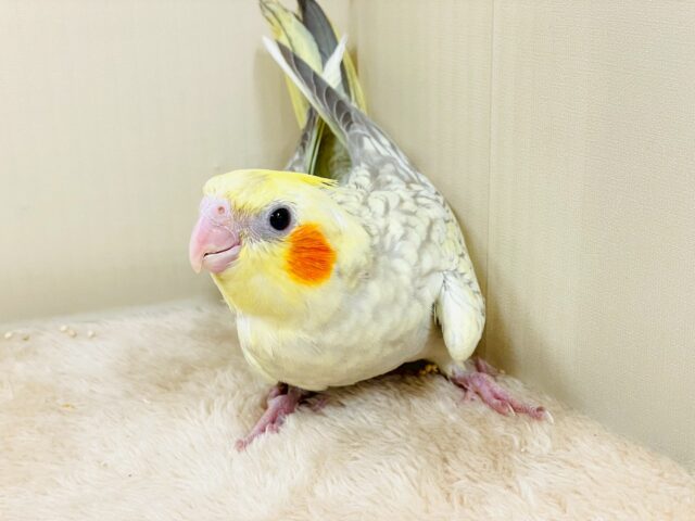 オカメインコ