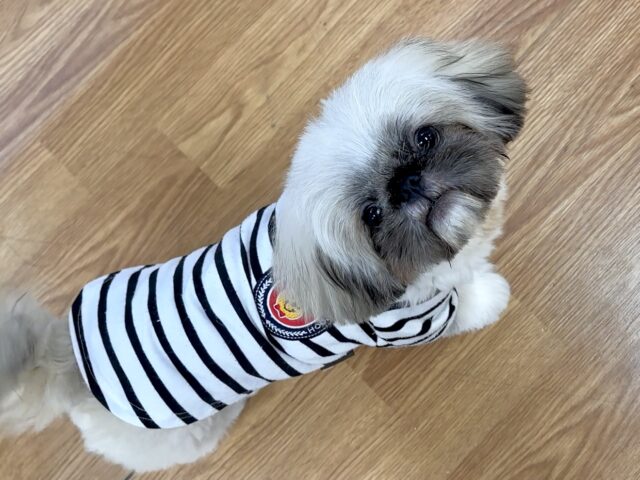 まっくろくろすけ🖤ペキニーズくん ペキニーズ