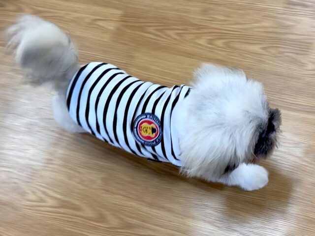 まっくろくろすけ🖤ペキニーズくん ペキニーズ