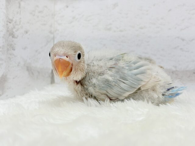 【最新画像更新🪄】これぞ天使🧚♀️🫧一瞬で目が奪われる✨シロボタンインコ ヒナ シロボタンインコ