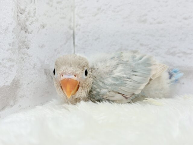 シロボタンインコ