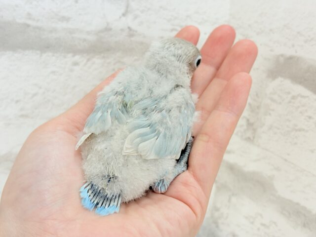 シロボタンインコ
