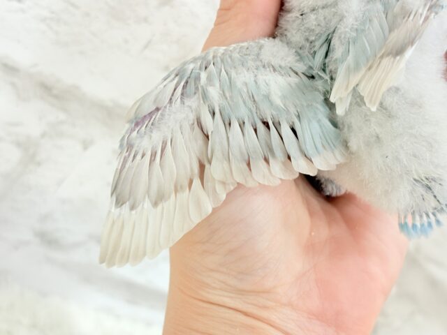 【最新画像更新🪄】これぞ天使🧚♀️🫧一瞬で目が奪われる✨シロボタンインコ ヒナ シロボタンインコ