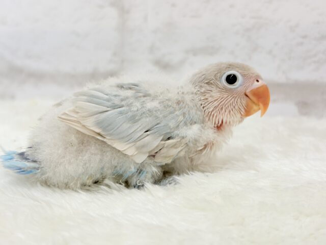 【最新画像更新🪄】これぞ天使🧚♀️🫧一瞬で目が奪われる✨シロボタンインコ ヒナ シロボタンインコ