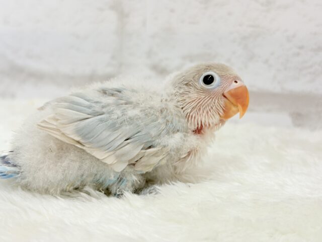 【最新画像更新🪄】これぞ天使🧚♀️🫧一瞬で目が奪われる✨シロボタンインコ ヒナ シロボタンインコ