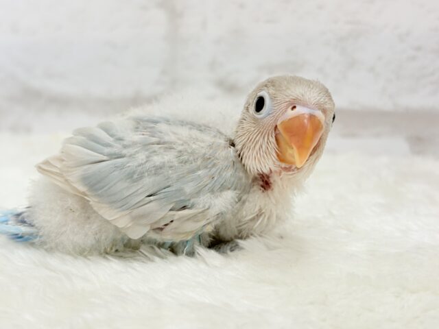 【最新画像更新🪄】これぞ天使🧚♀️🫧一瞬で目が奪われる✨シロボタンインコ ヒナ シロボタンインコ