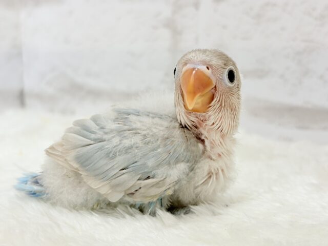 【最新画像更新🪄】これぞ天使🧚♀️🫧一瞬で目が奪われる✨シロボタンインコ ヒナ シロボタンインコ