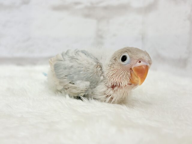 シロボタンインコ