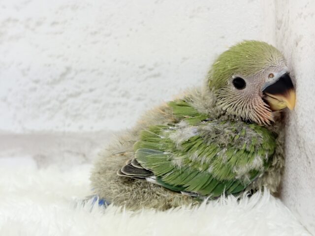 コザクラインコ（小桜インコ）