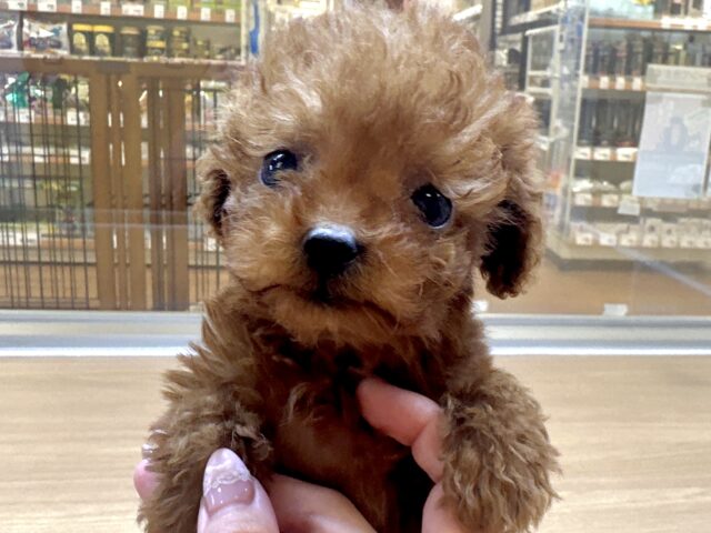 天真爛漫✩.⋆トイプードル男の子 トイプードル