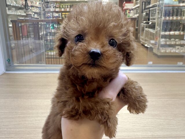 天真爛漫✩.⋆トイプードル男の子 トイプードル