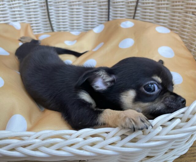 激かわち~ちゃん💘スムースチワワ(ブラック&タン)🖤女の子💖2025年8月2日生まれ チワワ