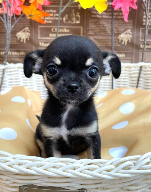 激かわち~ちゃん💘スムースチワワ(ブラック&タン)🖤女の子💖2025年8月2日生まれ チワワ