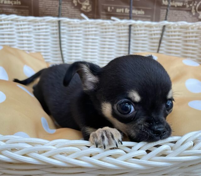 激かわち~ちゃん💘スムースチワワ(ブラック&タン)🖤女の子💖2025年8月2日生まれ チワワ