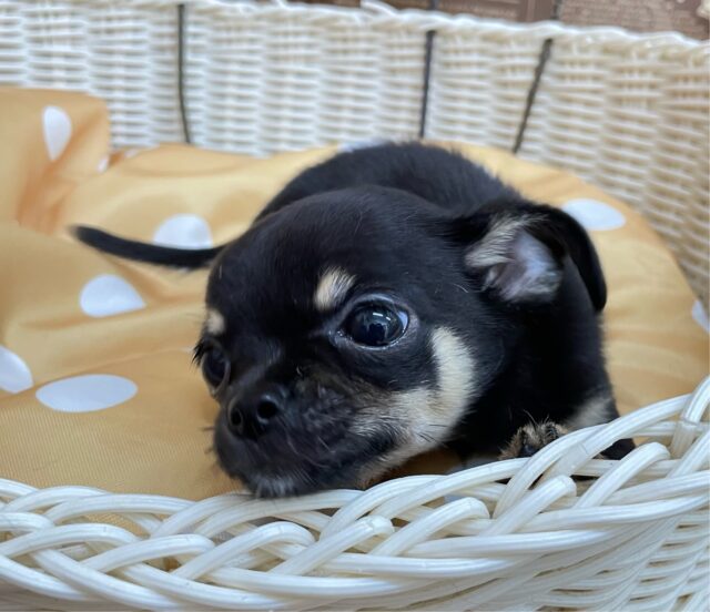 激かわち~ちゃん💘スムースチワワ(ブラック&タン)🖤女の子💖2025年8月2日生まれ チワワ