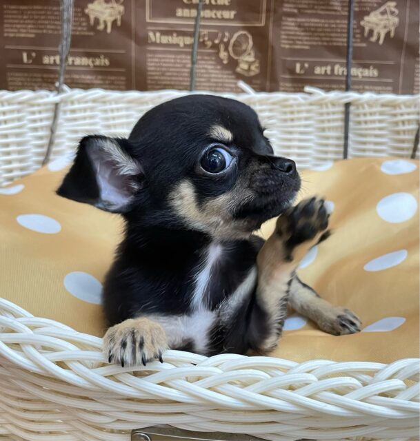 激かわち~ちゃん💘スムースチワワ(ブラック&タン)🖤女の子💖2025年8月2日生まれ チワワ