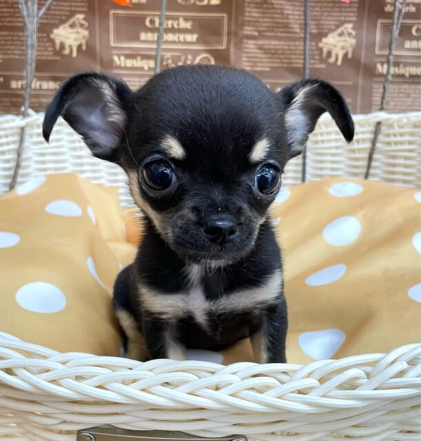 激かわち~ちゃん💘スムースチワワ(ブラック&タン)🖤女の子💖2025年8月2日生まれ チワワ