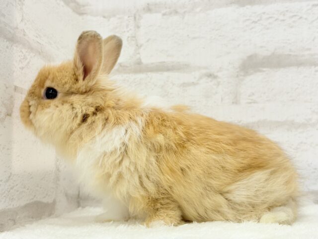 ライオンラビット