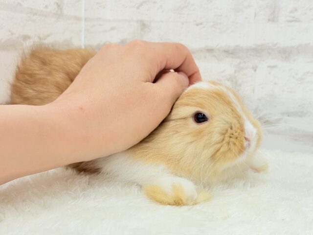 ライオンラビット