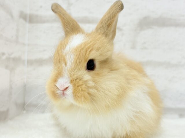 ライオンラビット