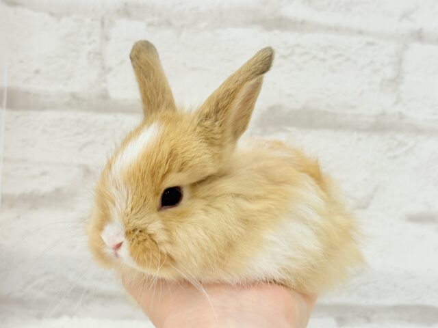 ライオンラビット