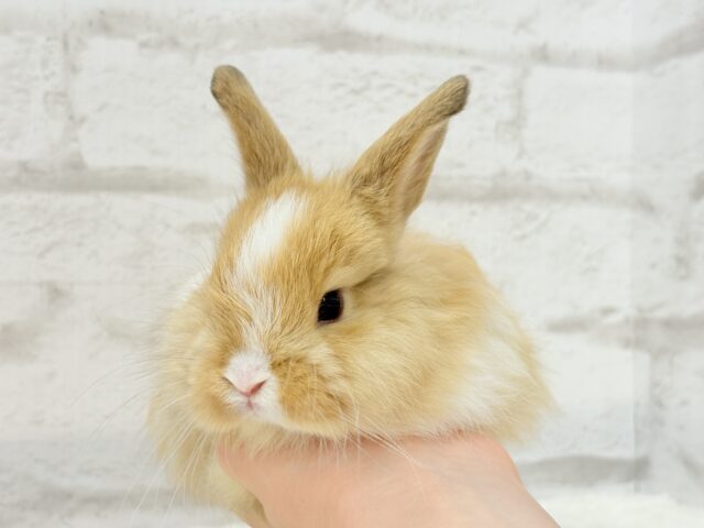 ライオンラビット