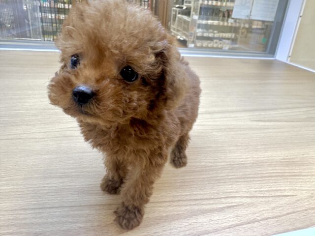 天真爛漫✩.⋆トイプードル男の子 トイプードル