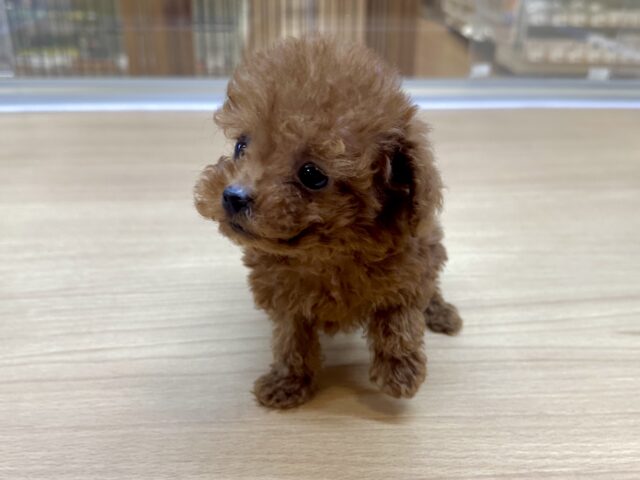 天真爛漫✩.⋆トイプードル男の子 トイプードル