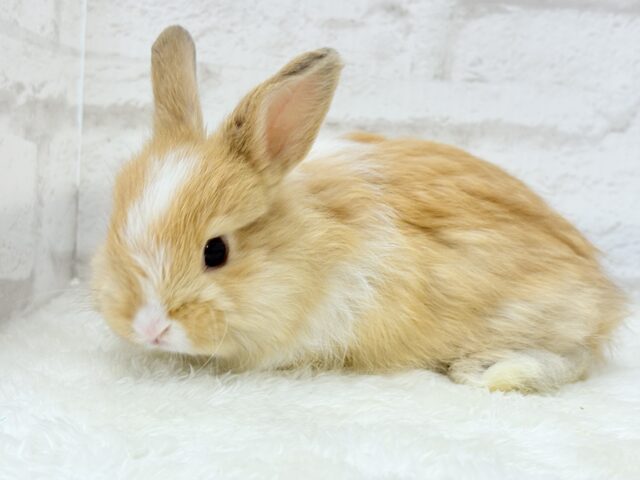 ライオンラビット