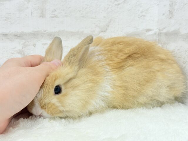 ライオンラビット