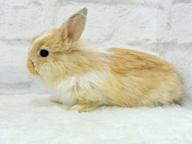 ライオンラビット