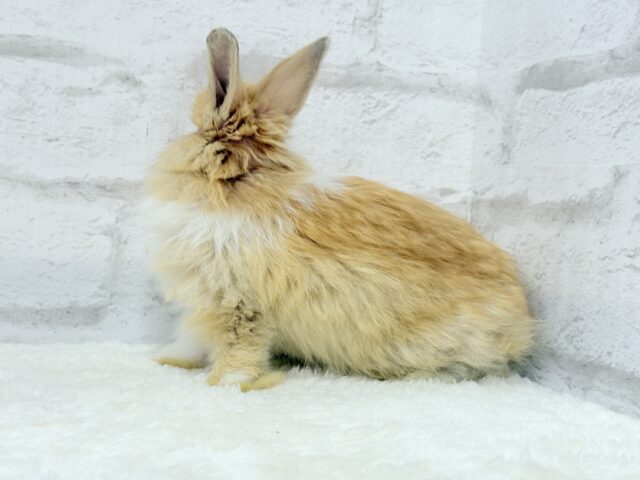 ライオンラビット