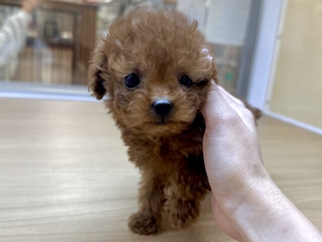 天真爛漫✩.⋆トイプードル男の子 トイプードル