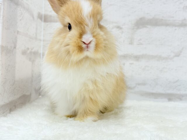 ライオンラビット