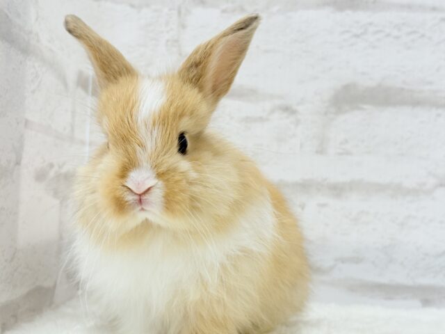 ライオンラビット