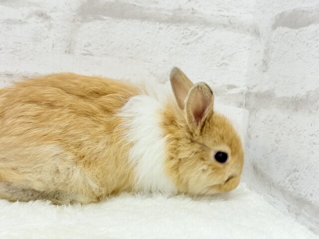 ライオンラビット