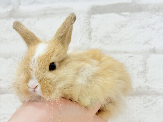 ライオンラビット