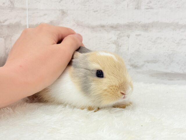 ネザーランドドワーフ