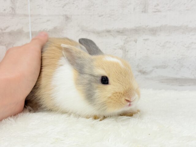 ネザーランドドワーフ