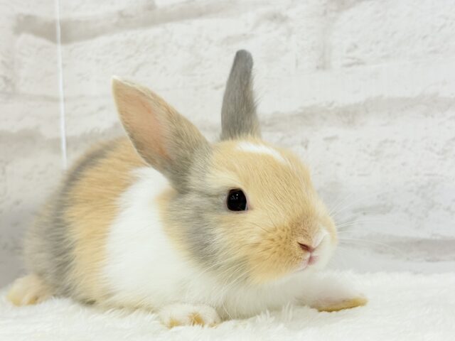 ネザーランドドワーフ