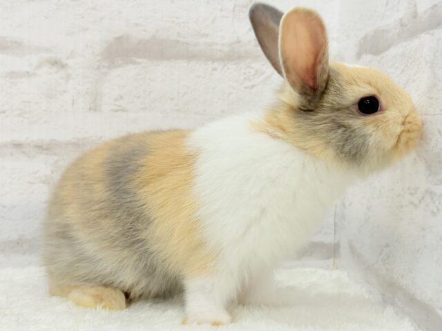 ネザーランドドワーフ