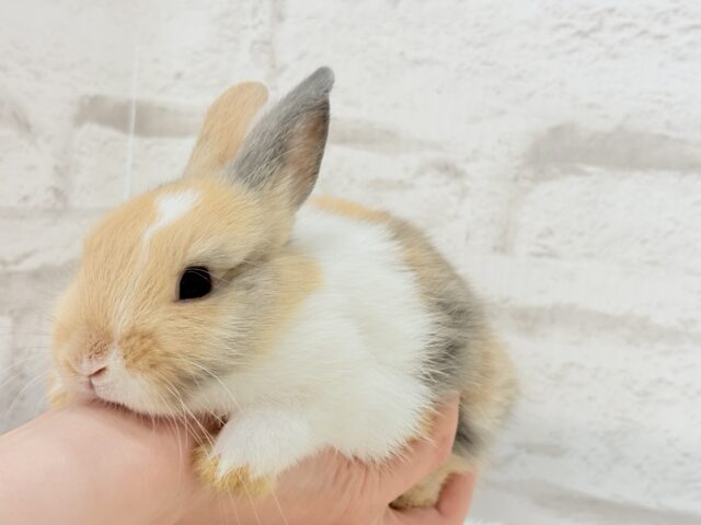 ネザーランドドワーフ