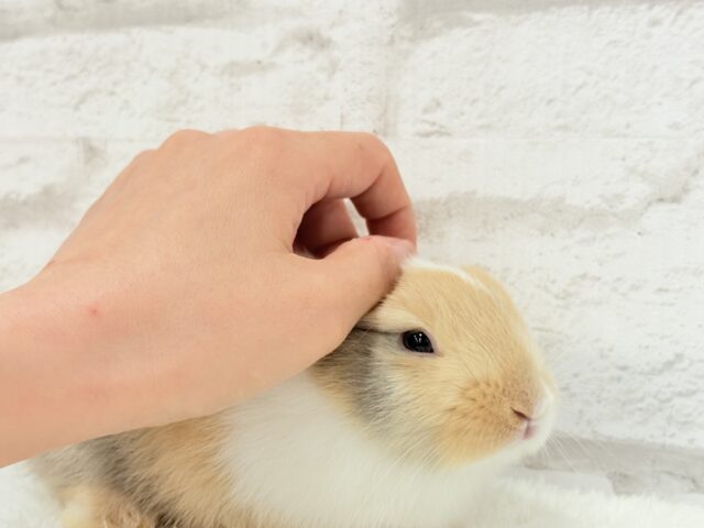 ネザーランドドワーフ