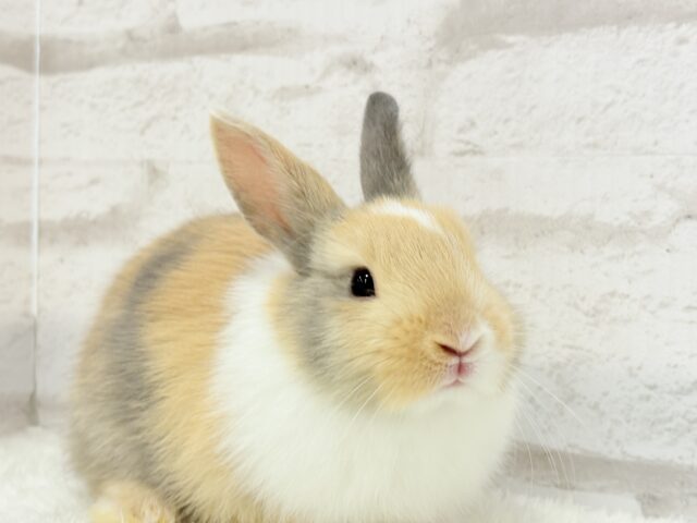 ネザーランドドワーフ