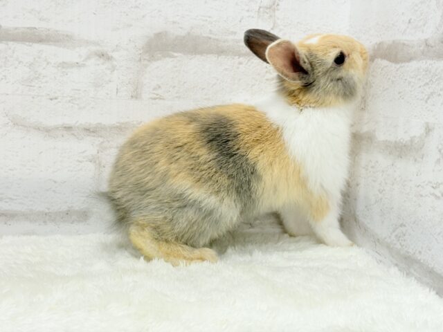 ネザーランドドワーフ