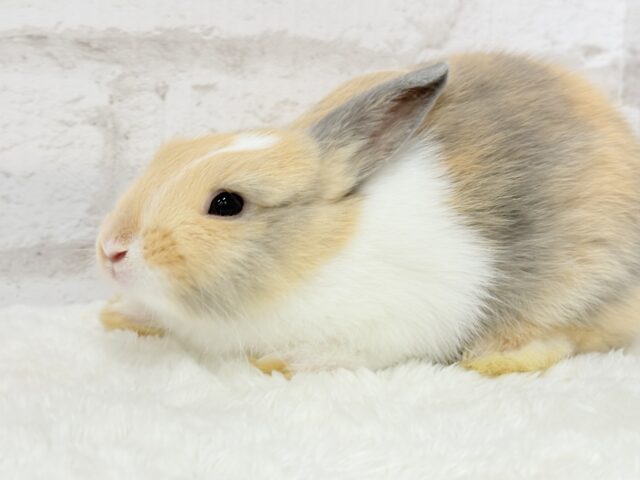 ネザーランドドワーフ