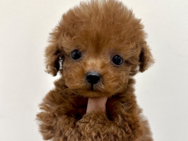 天真爛漫✩.⋆トイプードル男の子 トイプードル